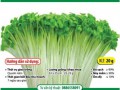 Hạt Giống Cải Bẹ Xanh Mỡ - Gói 20g